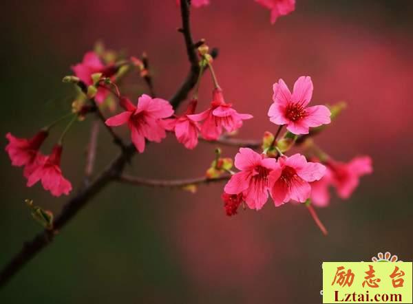 致自己的一句话说说心情：不管世界如何对自已，心都要向阳