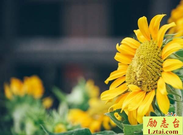 人总是在不断的成长感悟人生语录：哪怕只剩自己，也要笑对生活