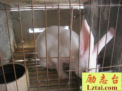 做一只优秀的兔子