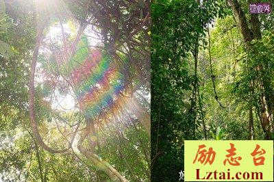 守护雨林的一家人