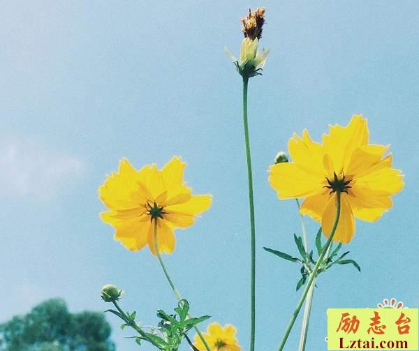 余生为自己而活的情感语录说说：愿我们各自安好，不再见