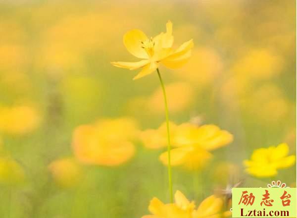 挥手告别过去的人生情感语录说说：重拾勇气，明天你好