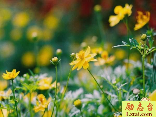 挥手告别过去的人生情感语录说说：重拾勇气，明天你好