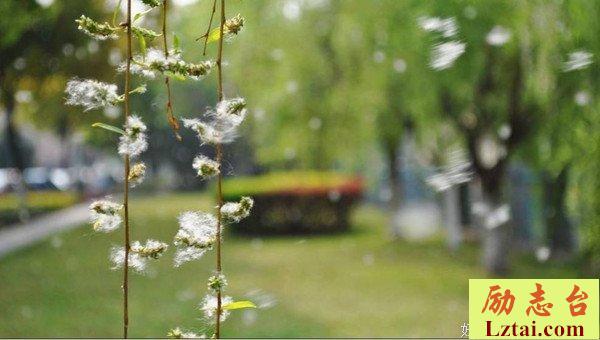 杨华玉：花事