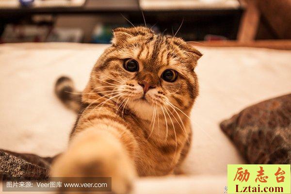 爱猫、爱玩、爱吃、爱画，这个90后懂得享受生活