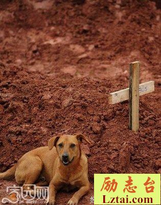 最忠实的守墓犬