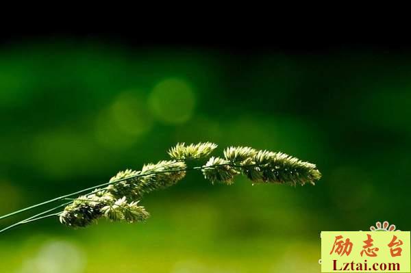青春的遗憾是你经典情感语录：愿你我一生都不孤独