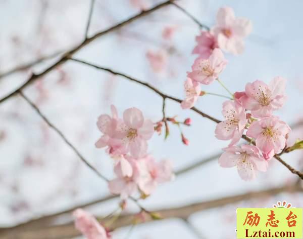 向着未来出发的感悟人生语录：一定要把生活变成自己最喜欢的样子