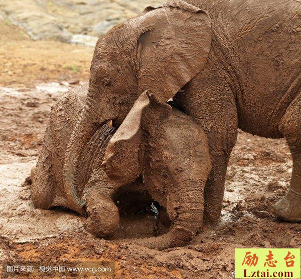 肯尼亚的象宝宝孤儿院