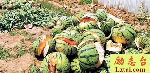 别再瓜地里种豆