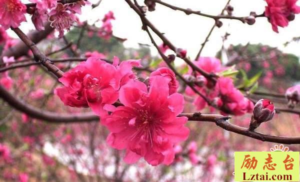 三月春暖花开的说说万物复苏的唯美句子大全