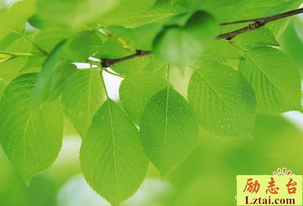 怀念曾经的自己的句子说说心情：现在我们长大了，再也不能放声大哭