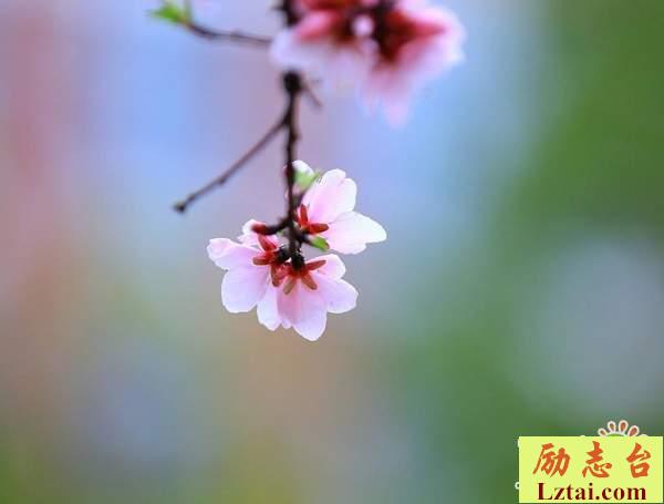 坦然面对生活挫折经典语录说说：余生，努力让自己变得更好