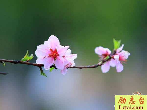 坦然面对生活挫折经典语录说说：余生，努力让自己变得更好