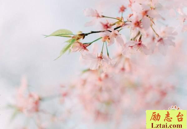 人生不留遗憾的句子说说心情语录：生如夏花，死如冬凌