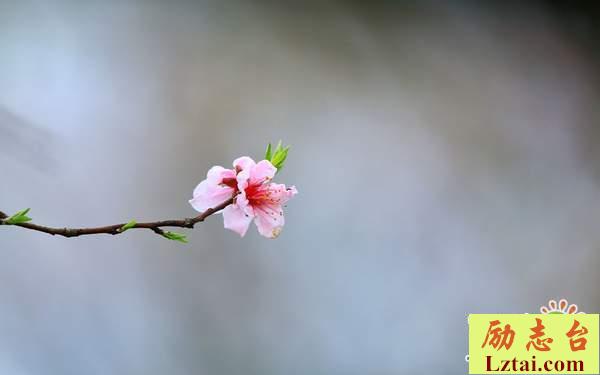 人生不留遗憾的句子说说心情语录：生如夏花，死如冬凌