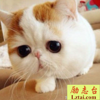 谁能牵猫散步