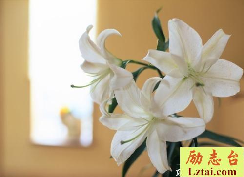 再多情话，抵不上一个“及时回复”