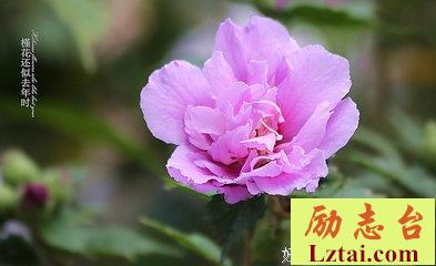 槿花一日，自当为荣