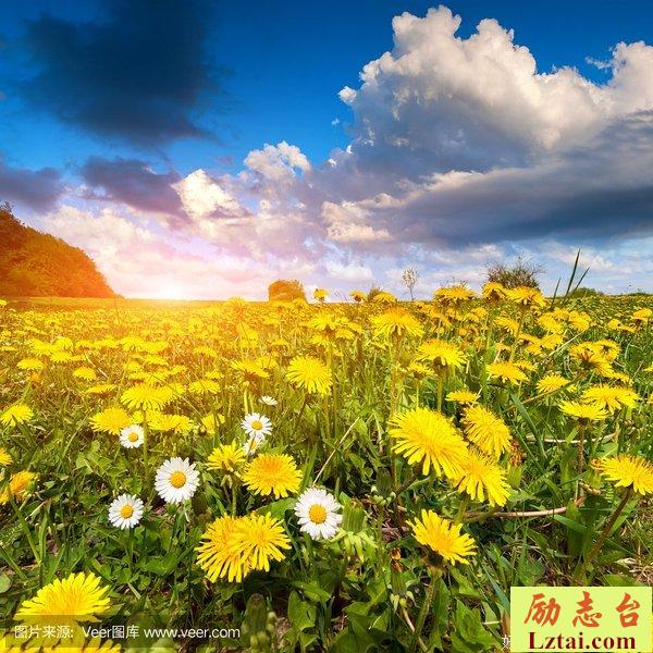 这个春天的早晨