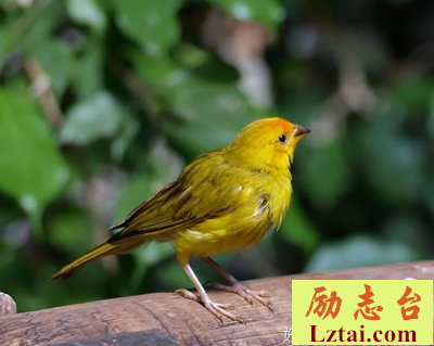 听话丨原谅？不可能！一次忠，百次不容！