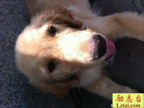 狗瘟