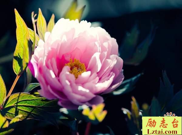 自己要学会坚强的说说励志语录：坚强的活着，是最大的理想