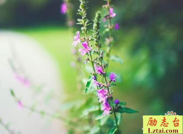 愿你不再迷茫的说说励志语录:期待遇到未来更好的自己