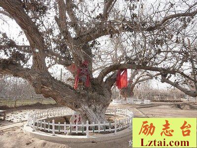谁是核桃王