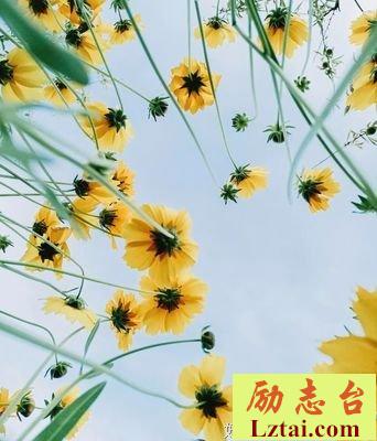 且听夏风吹，只等故人归