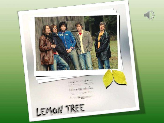 lemon tree歌词